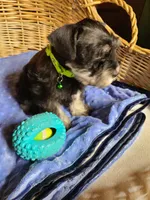 Hewie, a male Miniature Schnauzer for sale in Humeston, IA – Photo 7 of 10