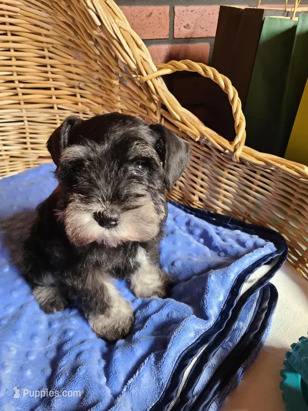 Hewie – Miniature Schnauzer puppy for sale in Humeston, IA