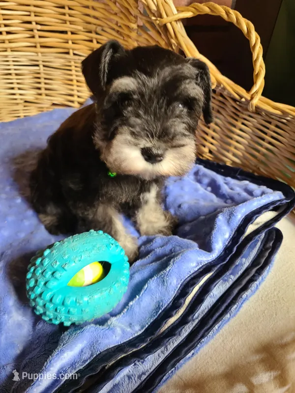 Hewie, a male Miniature Schnauzer for sale in Humeston, IA – Photo 1 of 10