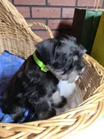 Hewie, a male Miniature Schnauzer for sale in Humeston, IA – Photo 6 of 10