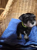 Hewie, a male Miniature Schnauzer for sale in Humeston, IA – Photo 8 of 10