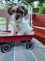 Doll, a female Schnoodle for sale in Humeston, IA – 2 of 2