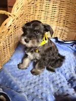 Dewie, a male Miniature Schnauzer for sale in Humeston, IA – Photo 6 of 10