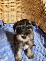 Dewie, a male Miniature Schnauzer for sale in Humeston, IA – Photo 3 of 10