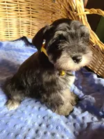 Dewie, a male Miniature Schnauzer for sale in Humeston, IA – Photo 5 of 10
