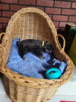 Dewie, a male Miniature Schnauzer for sale in Humeston, IA – Photo 10 of 10