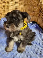 Dewie, a male Miniature Schnauzer for sale in Humeston, IA – Photo 4 of 10