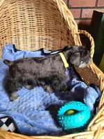 Dewie, a male Miniature Schnauzer for sale in Humeston, IA – Photo 7 of 10