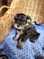 Dewie, a male Miniature Schnauzer for sale in Humeston, IA – Photo 1 of 10