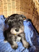 Dewie, a male Miniature Schnauzer for sale in Humeston, IA – Photo 8 of 10
