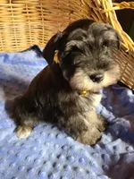 Dewie, a male Miniature Schnauzer for sale in Humeston, IA – Photo 9 of 10