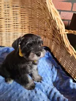 Dewie, a male Miniature Schnauzer for sale in Humeston, IA – Photo 2 of 10