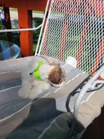 Lamont, a male Miniature Schnauzer and Schnoodle for sale in Humeston, IA – 4 of 6