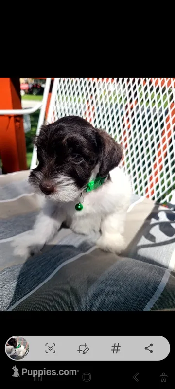 Ottis – Miniature Schnauzer, Schnoodle puppy for sale in Humeston, IA