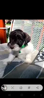 Ottis, a male Miniature Schnauzer and Schnoodle for sale in Humeston, IA – 1 of 5