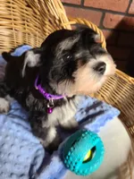 Bumper, a male Miniature Schnauzer for sale in Humeston, IA – Photo 4 of 7