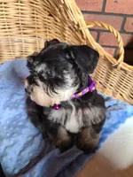 Bumper, a male Miniature Schnauzer for sale in Humeston, IA – Photo 3 of 7