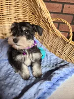 Bumper, a male Miniature Schnauzer for sale in Humeston, IA – Photo 7 of 7