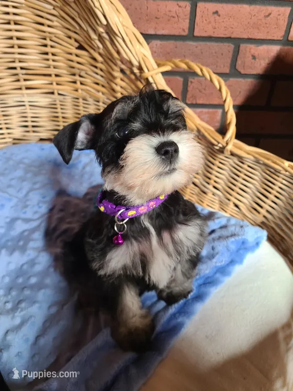 Bumper – Miniature Schnauzer puppy for sale in Humeston, IA