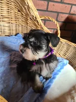 Bumper, a male Miniature Schnauzer for sale in Humeston, IA – Photo 5 of 7