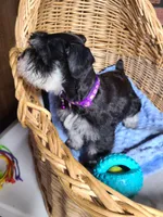Bumper, a male Miniature Schnauzer for sale in Humeston, IA – Photo 6 of 7
