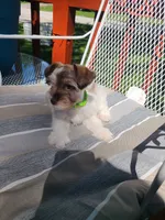 Lamont, a male Miniature Schnauzer and Schnoodle for sale in Humeston, IA – 3 of 6
