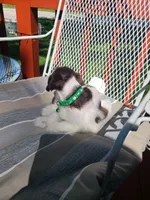 Ottis, a male Miniature Schnauzer and Schnoodle for sale in Humeston, IA – 3 of 5