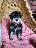 Charlotte, a female Miniature Schnauzer for sale in Humeston, IA – Photo 6 of 8