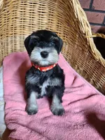 Charlotte, a female Miniature Schnauzer for sale in Humeston, IA – Photo 5 of 8