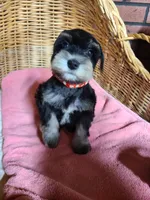 Charlotte, a female Miniature Schnauzer for sale in Humeston, IA – Photo 7 of 8