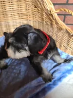 Charlotte, a female Miniature Schnauzer for sale in Humeston, IA – Photo 3 of 8