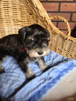 Charlotte, a female Miniature Schnauzer for sale in Humeston, IA – Photo 4 of 8