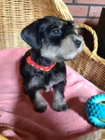 Charlotte, a female Miniature Schnauzer for sale in Humeston, IA – Photo 8 of 8