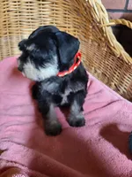 Charlotte, a female Miniature Schnauzer for sale in Humeston, IA – Photo 1 of 8