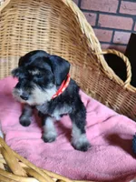 Charlotte, a female Miniature Schnauzer for sale in Humeston, IA – Photo 2 of 8