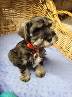 Forest, a male Miniature Schnauzer for sale in Humeston, IA – Photo 3 of 3