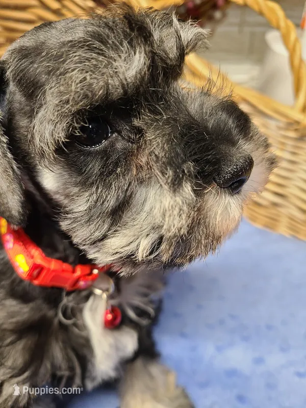 Forest – Miniature Schnauzer puppy for sale in Humeston, IA