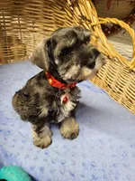 Forest, a male Miniature Schnauzer for sale in Humeston, IA – Photo 2 of 3