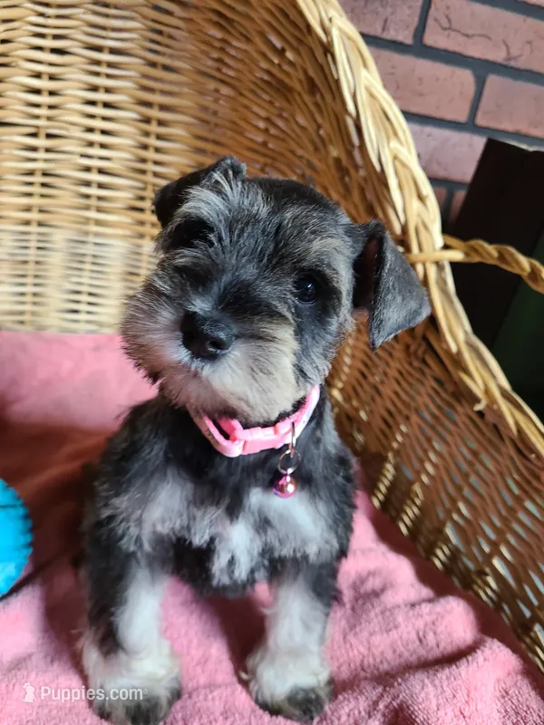 Rosie Posey – Miniature Schnauzer puppy for sale in Humeston, IA