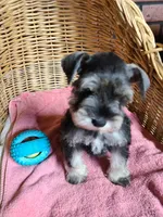 Rosie Posey, a female Miniature Schnauzer for sale in Humeston, IA – Photo 6 of 6