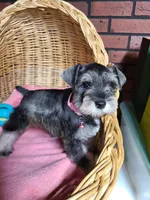 Rosie Posey, a female Miniature Schnauzer for sale in Humeston, IA – Photo 5 of 6