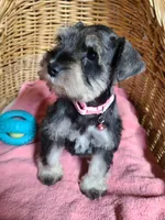 Rosie Posey, a female Miniature Schnauzer for sale in Humeston, IA – Photo 4 of 6