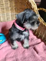 Rosie Posey, a female Miniature Schnauzer for sale in Humeston, IA – Photo 3 of 6