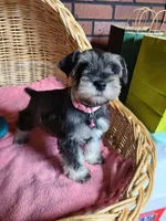 Rosie Posey, a female Miniature Schnauzer for sale in Humeston, IA – Photo 2 of 6