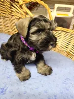 DARTH, a male Miniature Schnauzer for sale in Humeston, IA – Photo 3 of 4