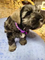 DARTH, a male Miniature Schnauzer for sale in Humeston, IA – Photo 1 of 4