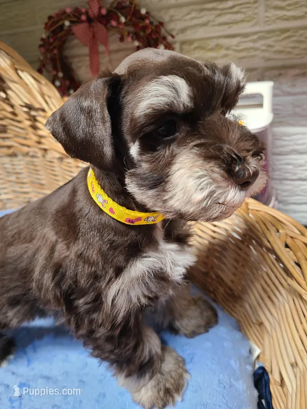 Bernie – Miniature Schnauzer puppy for sale in Humeston, IA