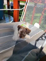 Lamont, a male Miniature Schnauzer and Schnoodle for sale in Humeston, IA – 6 of 6