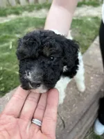 Spots , a male Labradoodle for sale in Omaha, NE – Photo 2 of 7