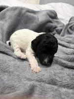 Spots , a male Labradoodle for sale in Omaha, NE – Photo 7 of 7